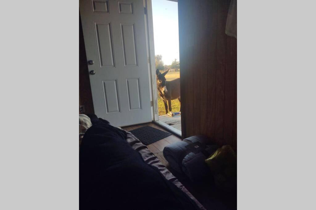 Tiny At The Donkeyranch *