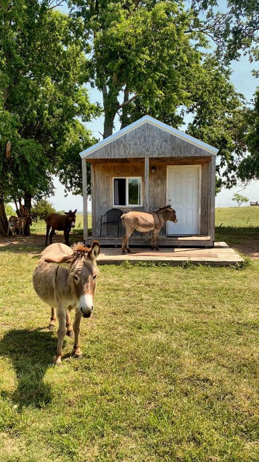 Tiny At The Donkeyranch